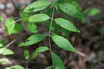 Loomis' mountainmint